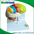 MFM001 Wholesale China Import Medical Brain Model